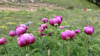 Yılda 10 gün açıyor: Bu çiçeği koparmanın cezası yarım milyon