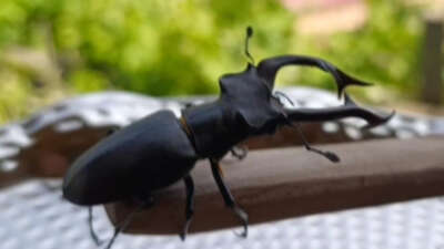 Geyik böceğini öldürene 557 bin TL ceza