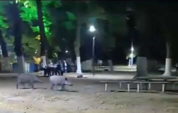 Aç kalan domuzlar, piknik alanında görüntülendi