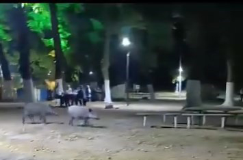 Aç kalan domuzlar, piknik alanında görüntülendi Bursa'nın Karacabey ilçesinde aç