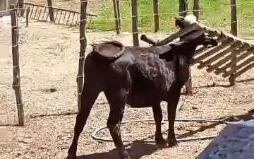 Meraklı ineğin başı sıkıştı