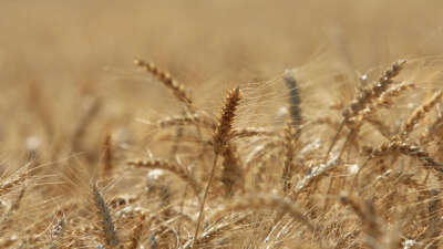 ABD Tarım Bakanlığı Türkiye buğday üretimini 16,3 milyon ton bekliyor