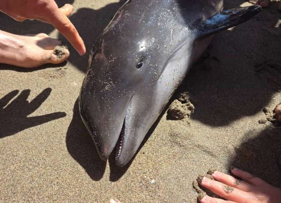 Bursa'nın Karacabey ilçesi Yeniköy