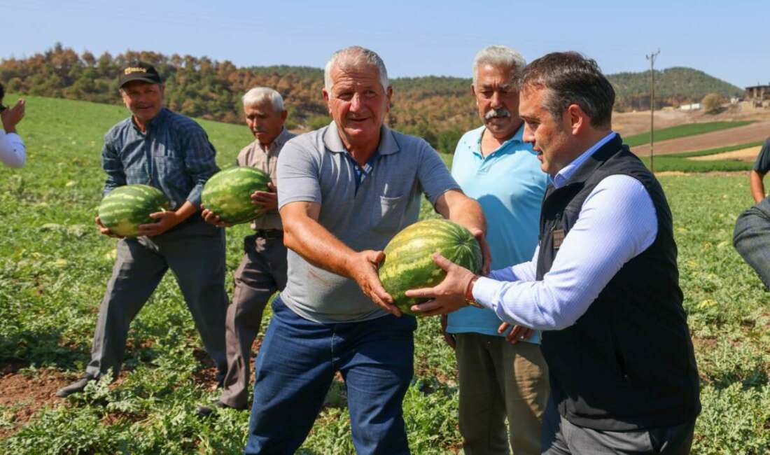 Tescilli Osmaneli karpuzunda hasat zamanı Bilecik'in Osmaneli ilçesinde üretilen