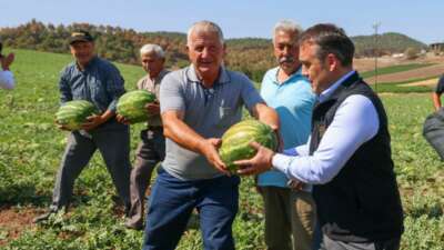  Tescilli Osmaneli karpuzunda hasat zamanı