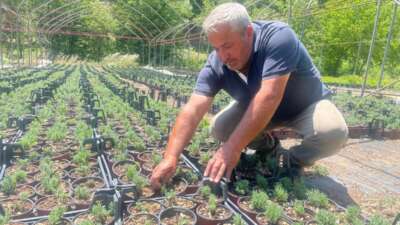 Uludağ etekleri lavanta kokacak