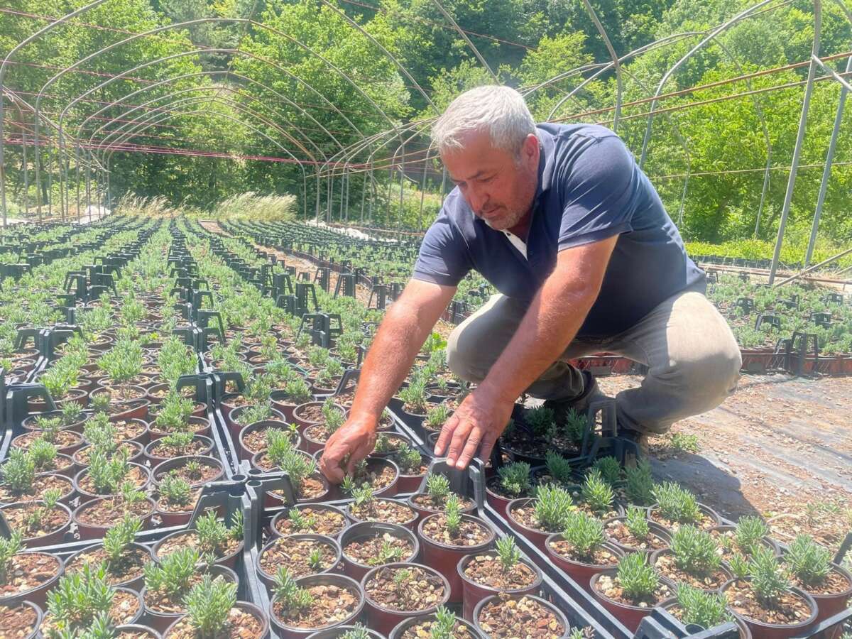 Uludağ etekleri lavanta kokacak