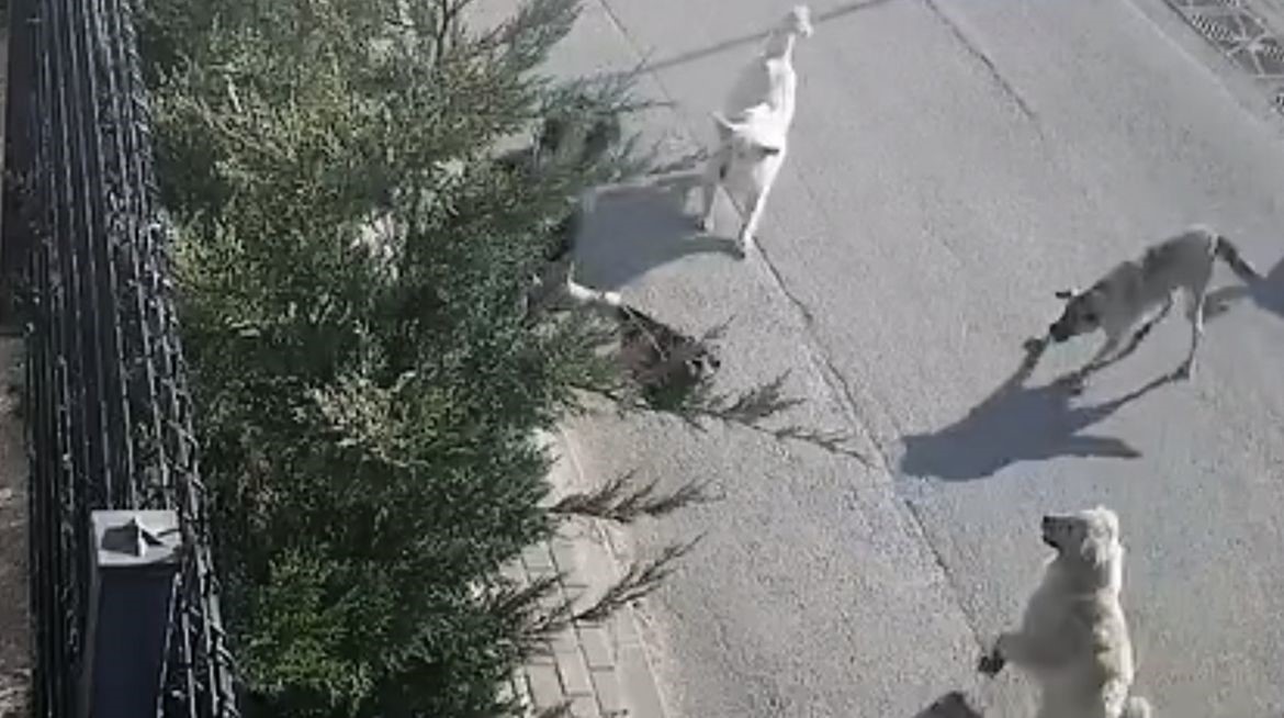 İşe giderken sokak köpekleri saldırdı, genç kadın canını zor kurtardı