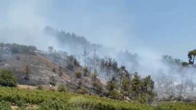 Bursa'nın İznik ilçesinde çıkan orman