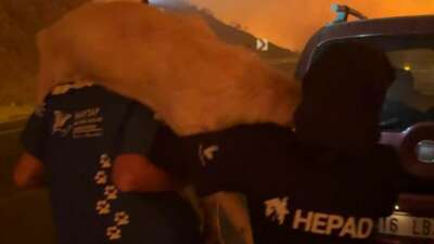 Bursa'nın Gürsu, Kestel ve Harmancık