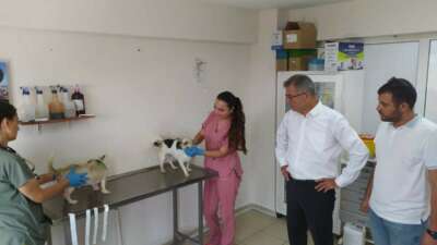 Küller arasında kurtarılan Hayvanlara büyükşehir şefkati