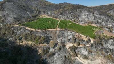 Bursa’da 100 hektar küle döndü bir tek o alan yeşil kaldı