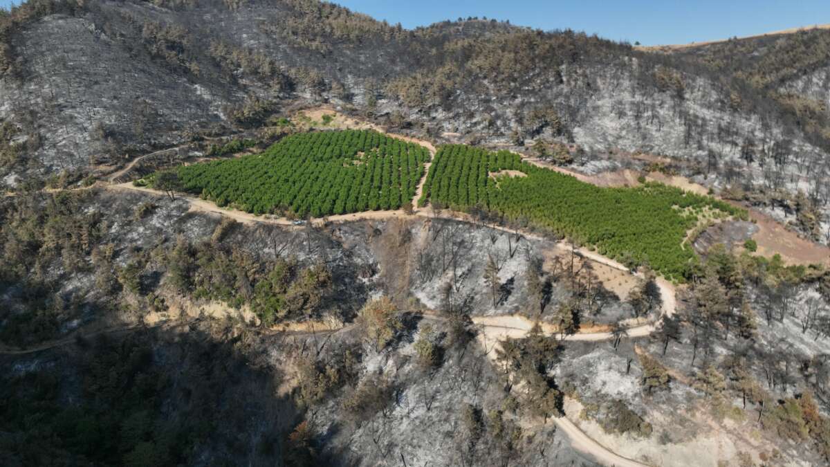 Bursa’da 100 hektar küle döndü bir tek o alan yeşil kaldı