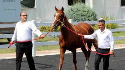 Milyonluk taylar, peynir ekmek gibi satıldı