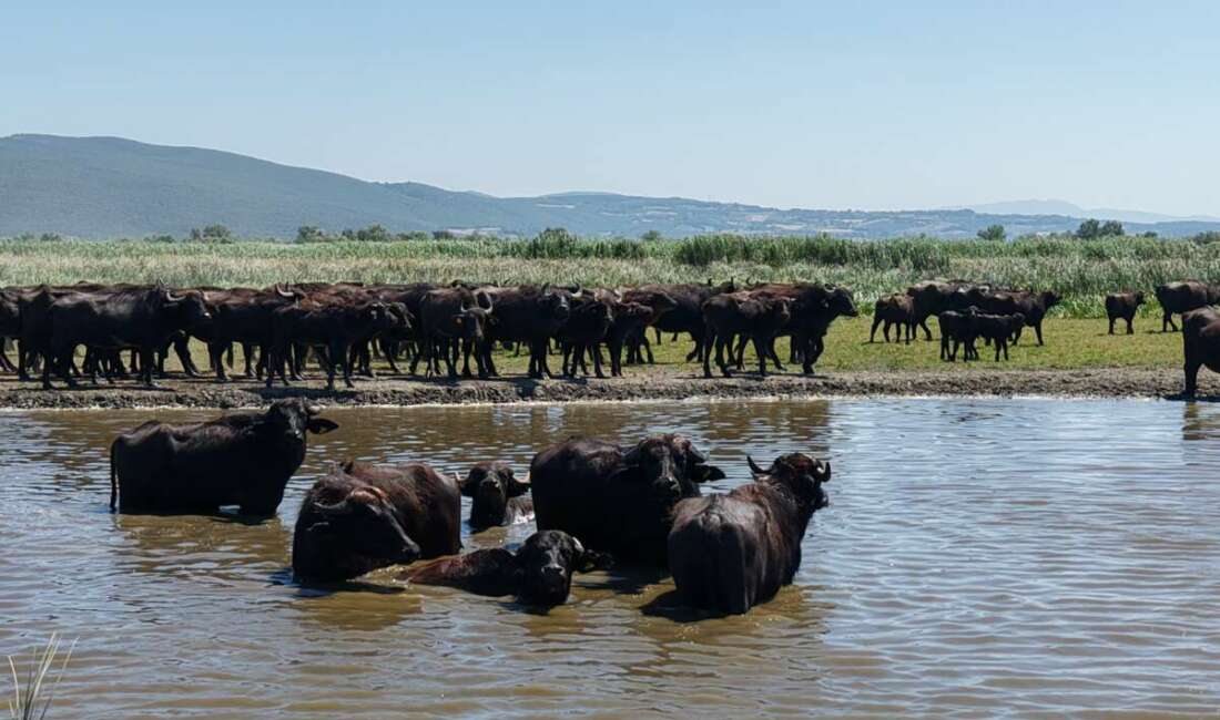 Bursa'nın Mustafakemalpaşa ilçesinin Uluabat