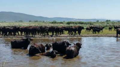  Afrika savanasını andıran görüntüler Bursa’dan