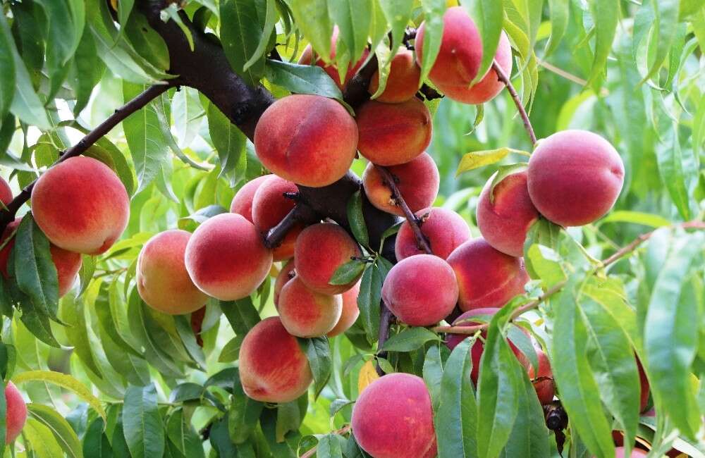 Bursa şeftalisi ve nektarinde