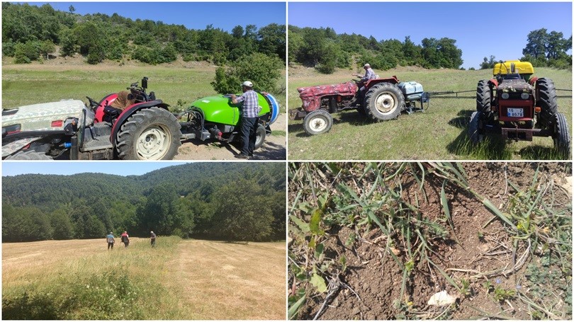 Bursa'da çekirgelerin tarımsal alana