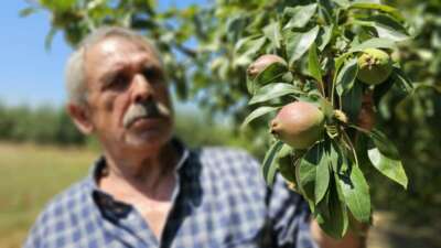 Bursa’da görüp Zonguldak’ta kurduğu armut bahçesinden 80 tonluk hasat bekliyor
