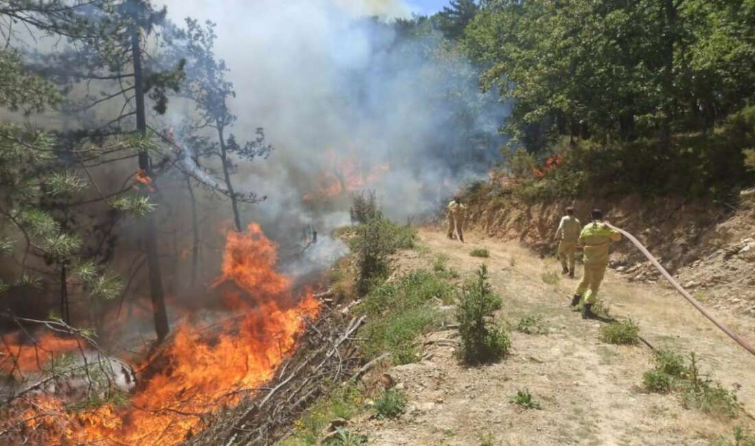 Bursa'nın Mustafakemalpaşa ilçesinde ormanlık