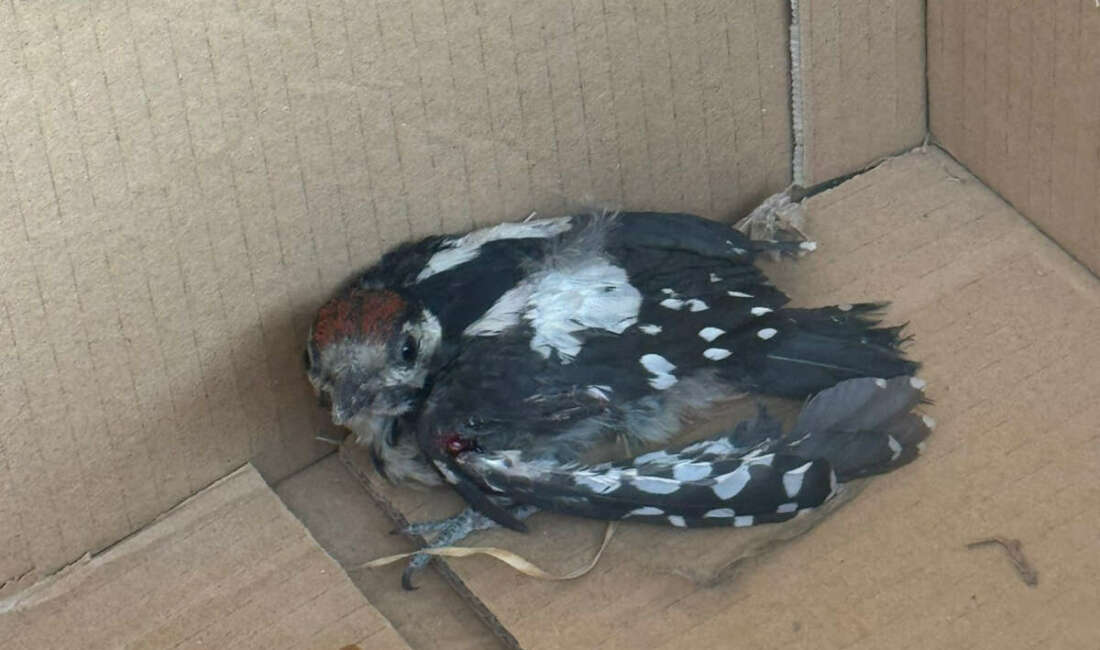 Bursa’da nesli tükenme tehlikesi