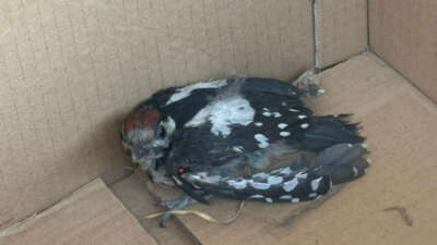 Bursa’da yaralı ağaçkakan tedavi altına alındı