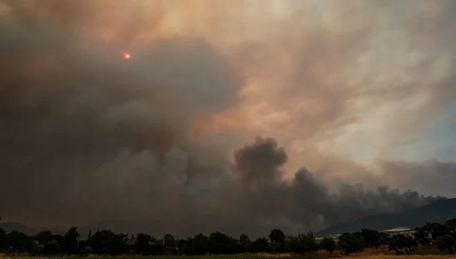 5'i orman iççisi 5'i