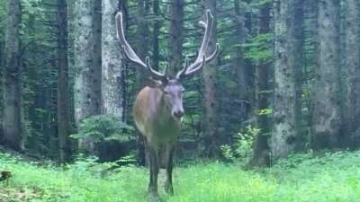  Bursa’nın dağlarında kızıl geyik, fotokapana takıldı