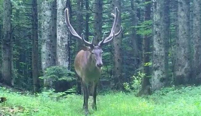 Bursa’nın dağlarında kızıl geyik, fotokapana takıldı