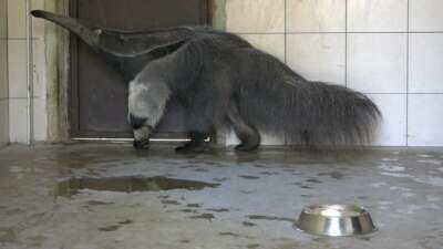 Dev karıncayiyen ailesi büyüyor