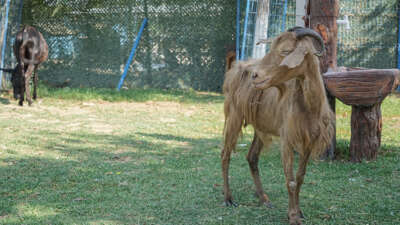 İzmir’de yangından kurtarılan hayvanlar Bursa’da tedaviye alındı