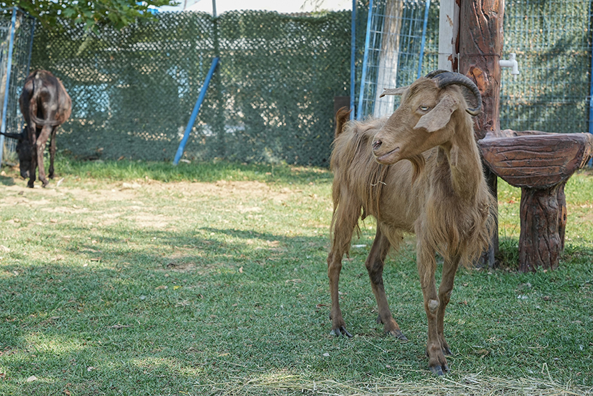 İzmir’de yangından kurtarılan hayvanlar Bursa’da tedaviye alındı