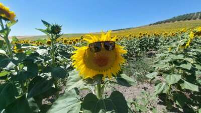  Karacabey ovası sarıya büründü