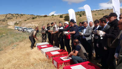  Kene savar keklikler doğaya salındı