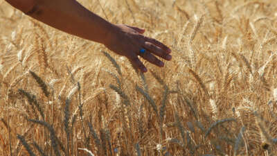 Makarnalık buğdayın fiyatı arttı ekmeklik aynı kaldı