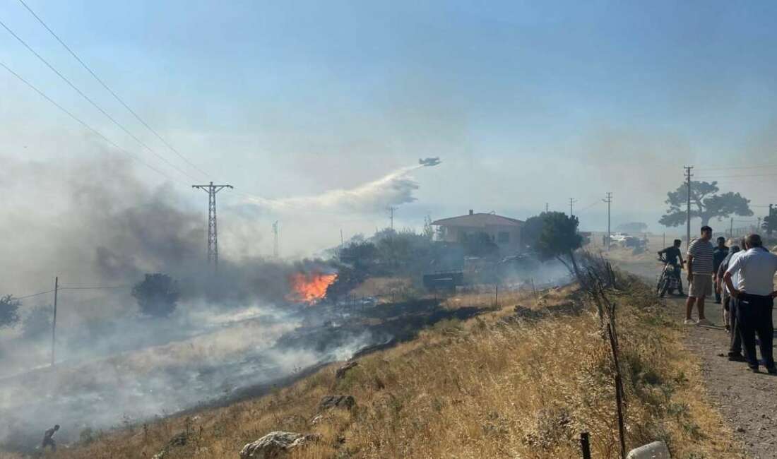 Çanakkale'nin Ayvacık ilçesinde orman
