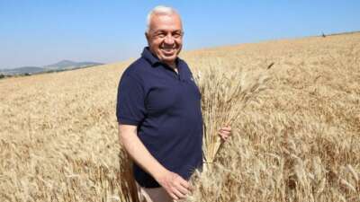 Nilüfer’de buğday hasadı başladı