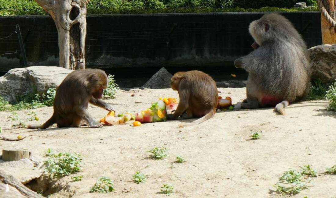 Bursa Büyükşehir Belediyesi Hayvanat Bahçesi'nde