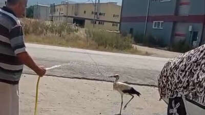 Sıcaktan bunalan leyleği hortumla serinletti