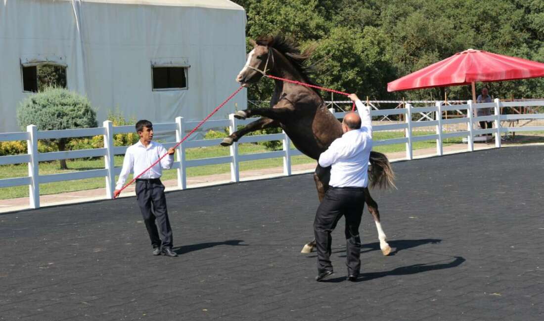 TİGEM tay satışından tek seferde 23 milyon 45 bin liralık gelir elde etti Karacabey Harası'nda 50 tayın