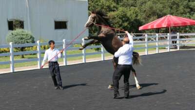TİGEM tay satışından tek seferde 23 milyon 45 bin liralık gelir elde etti