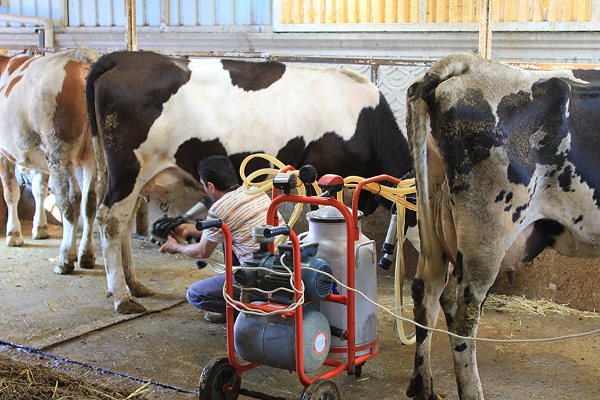 TÜSEDAD’dan çiğ sütte maliyet konusunda iş birliği çağrısı Tüm Süt, Et ve