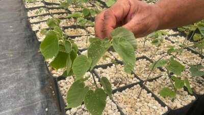 Uludağ’da başladı, dünyaya açılıyor