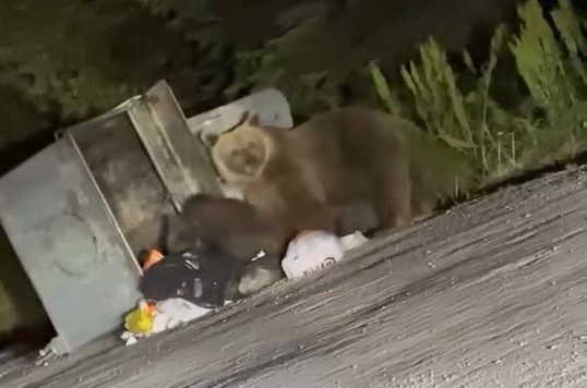 Uludağ’da aç kalan ayılar çöplere dadandı