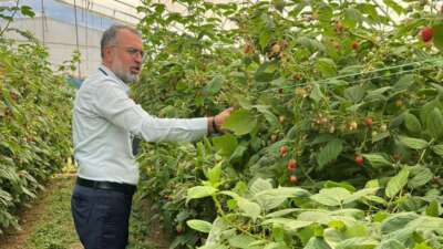 Uludağ’dan Sırbistan’a ahududu üretiminde uluslararası işbirliği adımı