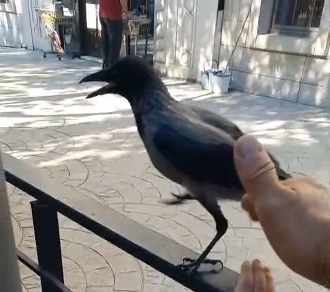 Yaralı kargayı Bursalı esnaf kurtardı