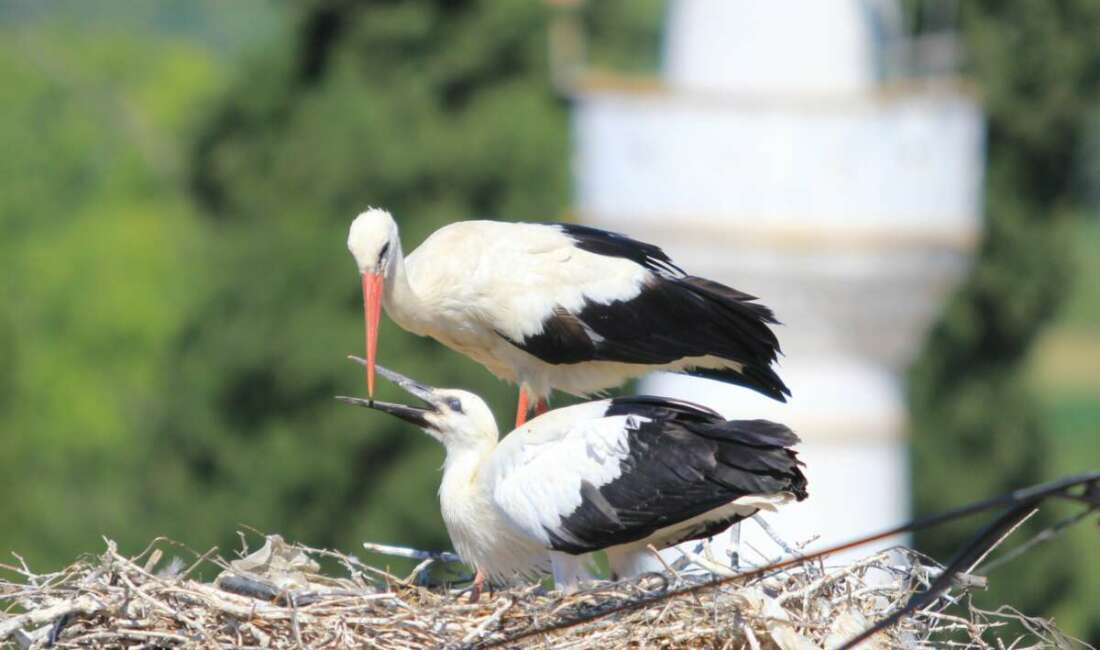Bursa'nın Mustafakemalpaşa ilçesinin "Manda
