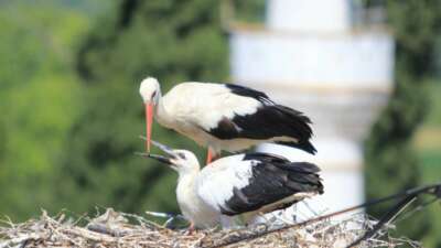 Yaren leyleği kıskandıracak Leylek Köyü