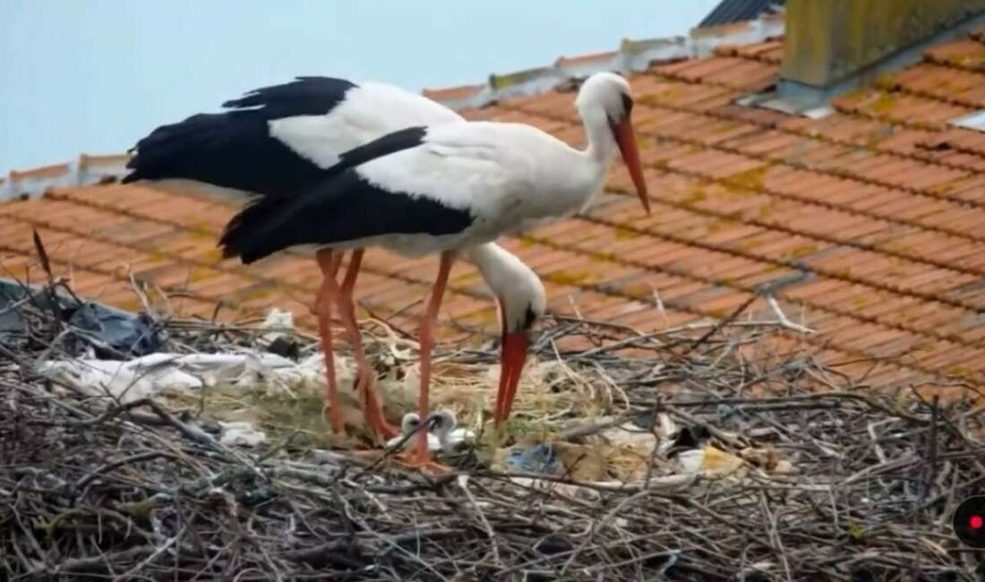 Yaban hayatı fotoğrafçısı Alper