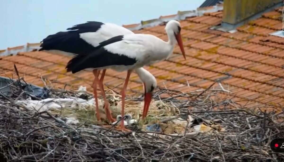 Yaren’in vericili yavrusu ilk uçuşunu gerçekleştirdi